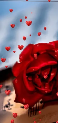 Valentine's Roses Live Wallpaper