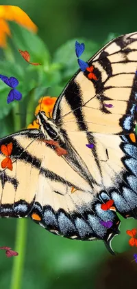 Butterfly on flower Live Wallpaper