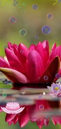 water lily Live Wallpaper