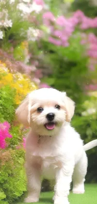 dog in a flower garden Live Wallpaper