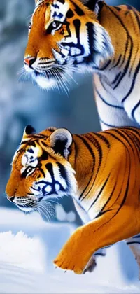 Can Bengal tigers live in the Arctic? - Tiger-Universe