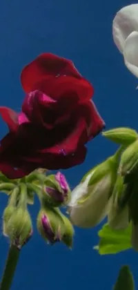 Flower Sky Plant Live Wallpaper