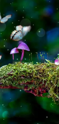 Fantasy  Live Wallpaper
