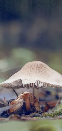 Alone Mushroom  Live Wallpaper