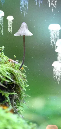 mushroomsss Live Wallpaper
