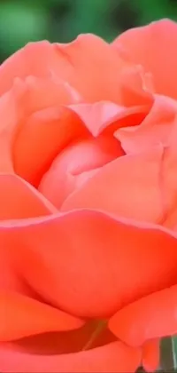 Flower Plant Water Live Wallpaper