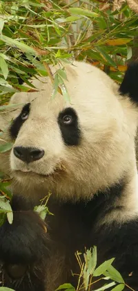 Plant Panda Carnivore Live Wallpaper