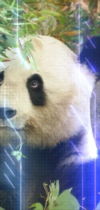 Panda Polar Bear Vertebrate Live Wallpaper