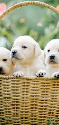cute puppys Live Wallpaper