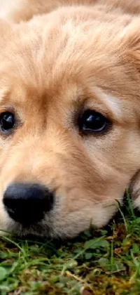 puppy Live Wallpaper