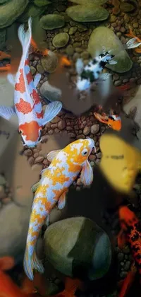fish Live Wallpaper