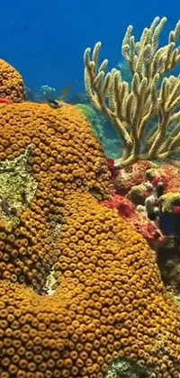 Water Vertebrate Underwater Live Wallpaper