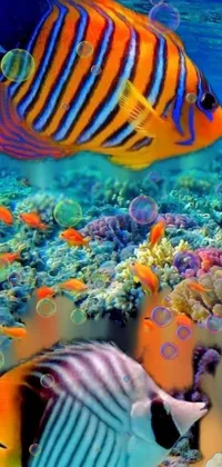 tropical fish  Live Wallpaper
