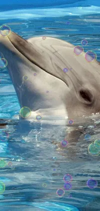 Dolphin Bubbles  Live Wallpaper
