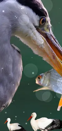 bird catch fish  Live Wallpaper