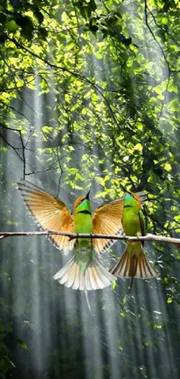 colibrí  Live Wallpaper