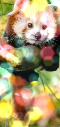 The Panda  Live Wallpaper