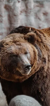 BEAR ATTACK  Live Wallpaper