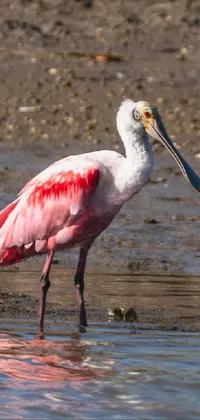 Water Bird Beak Live Wallpaper
