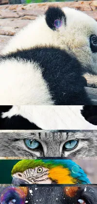 panda Live Wallpaper