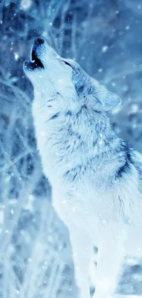 lobo animal wallpaper