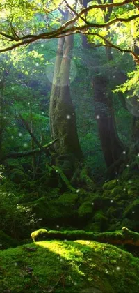Plant Green Natural Landscape Live Wallpaper