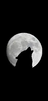 Black wolf Live Wallpaper