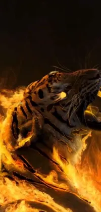 Roar Felidae Bengal Tiger Live Wallpaper