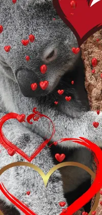 koala luv Live Wallpaper