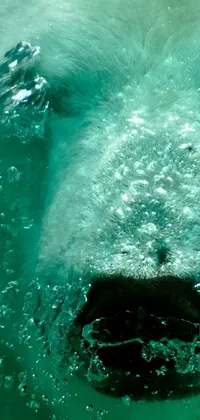 Polar bear  Live Wallpaper