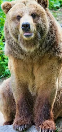 bear Live Wallpaper