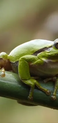 True Frog Frog Terrestrial Plant Live Wallpaper