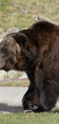 I'm the biggest bear Live Wallpaper