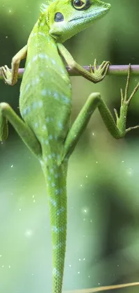 Reptile Organism Scaled Reptile Live Wallpaper