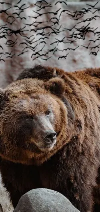 bear Live Wallpaper