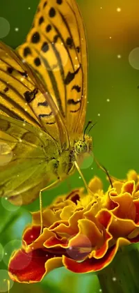 Butterfly on flower Live Wallpaper