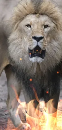 fire lion Live Wallpaper