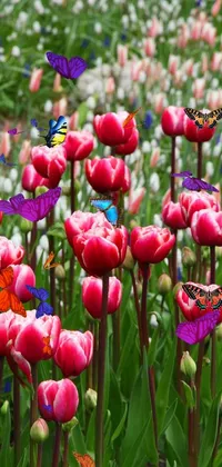 the garden is beautiful with butterfly Live Wallpaper
