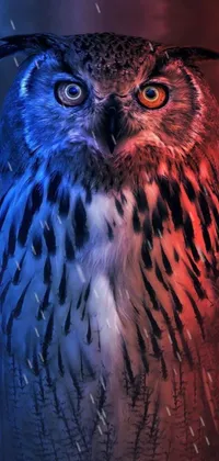 coruja  Live Wallpaper