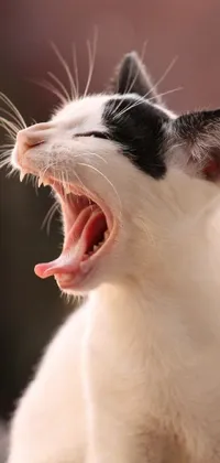 Yawn yawn cat Live Wallpaper