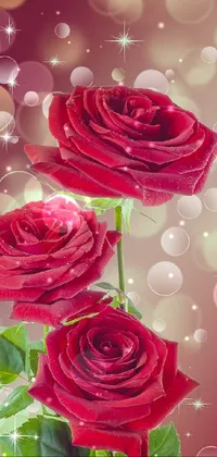 Rose  Live Wallpaper