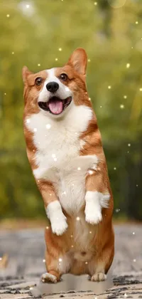 cute puppy Live Wallpaper