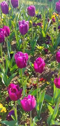 Flowers Live Wallpaper