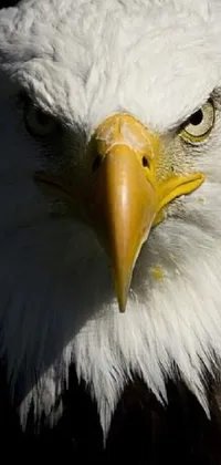 eaglemk Live Wallpaper
