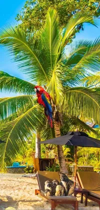 beach Live Wallpaper