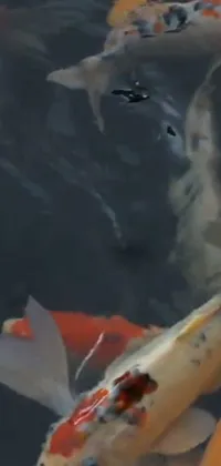 Water Koi Fluid Live Wallpaper