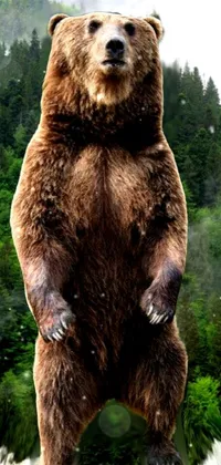 bear Live Wallpaper