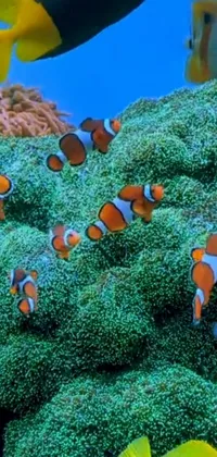 Anemone Fish Clownfish Vertebrate Live Wallpaper - download