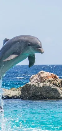 dolphin Live Wallpaper