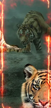 tigers Live Wallpaper